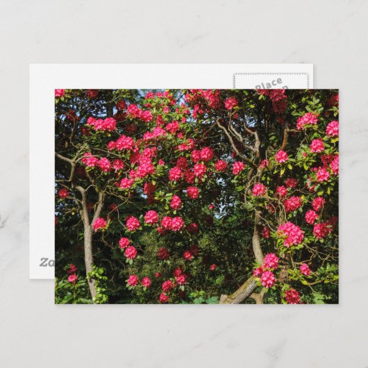 Red Rhododendrons Bute Park, Cardiff, Wales Briefkaart (Voorkant / Achterkant)