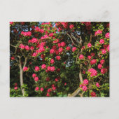 Red Rhododendrons Bute Park, Cardiff, Wales Briefkaart (Voorkant)