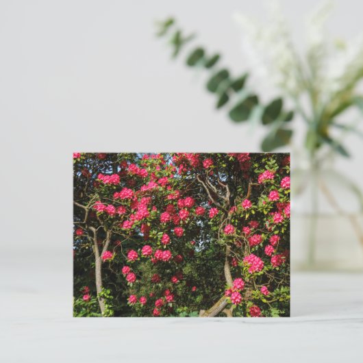 Red Rhododendrons Bute Park, Cardiff, Wales Briefkaart (Staand voorkant)