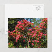Red Rhododendrons Bute Park, Cardiff, Wales Postca Briefkaart (Voorkant / Achterkant)
