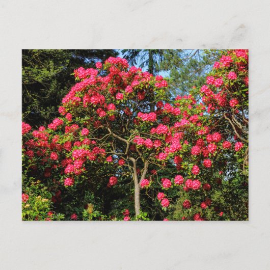 Red Rhododendrons Bute Park, Cardiff, Wales Postca Briefkaart (Voorkant)