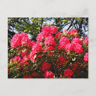 Red Rhododendrons Bute Park, Cardiff, Wales Postca Briefkaart