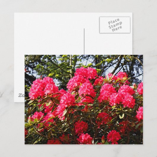 Red Rhododendrons Bute Park, Cardiff, Wales Postca Briefkaart (Voorkant / Achterkant)
