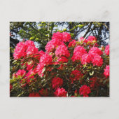 Red Rhododendrons Bute Park, Cardiff, Wales Postca Briefkaart (Voorkant)