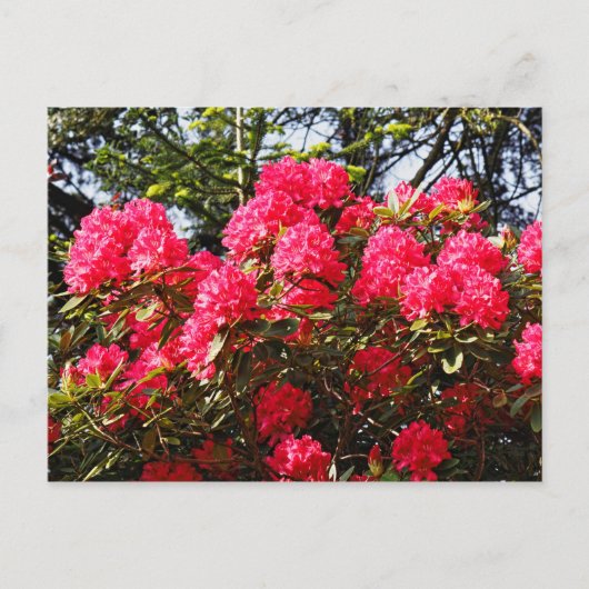Red Rhododendrons Bute Park, Cardiff, Wales Postca Briefkaart (Voorkant)