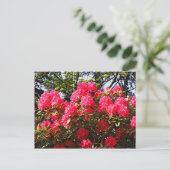 Red Rhododendrons Bute Park, Cardiff, Wales Postca Briefkaart (Staand voorkant)