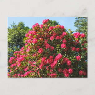 Red Rhododendrons Bute Park, Cardiff, Wales Postca Briefkaart