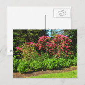 Red Rhododendrons Bute Park, Cardiff, Wales Postca Briefkaart (Voorkant / Achterkant)