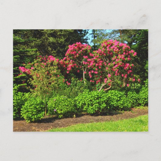 Red Rhododendrons Bute Park, Cardiff, Wales Postca Briefkaart (Voorkant)