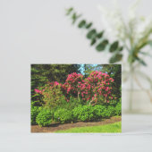 Red Rhododendrons Bute Park, Cardiff, Wales Postca Briefkaart (Staand voorkant)