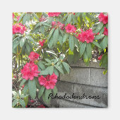 Red Rhododendrons Magneet (Voorkant)