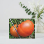 Red Ripe Garden Tomaten Natuur Foto Briefkaart (Staand voorkant)