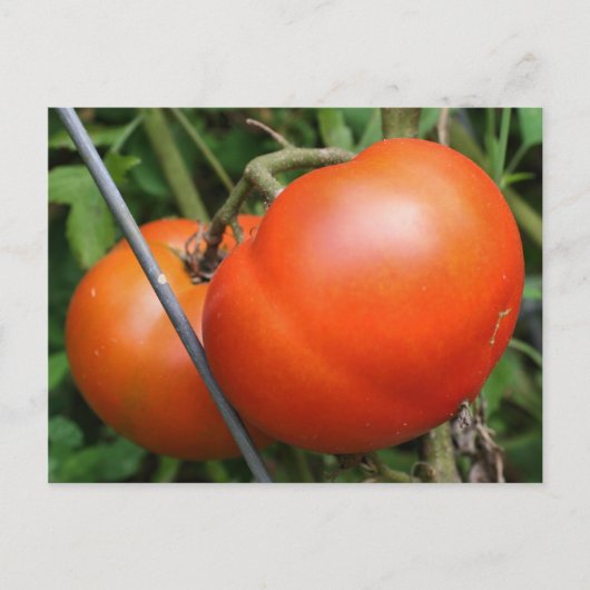 Red Ripe Garden Tomaten Natuur Foto Briefkaart (Voorkant)