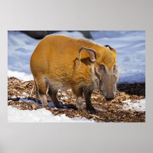 Red River Hog in de sneeuw Poster (Voorkant)