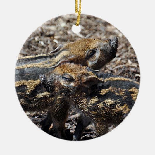 Red River Hog Ornament 2011 (Voorkant)