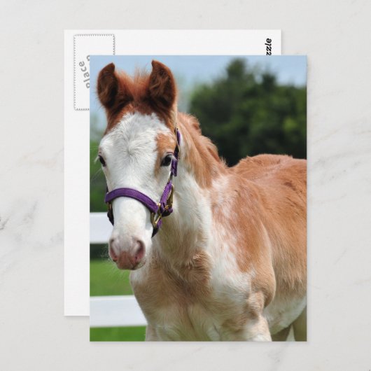 Red Roan Colt Briefkaart (Voorkant / Achterkant)