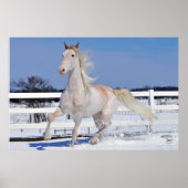 Red Roan in Snow Poster (Voorkant)