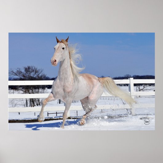 Red Roan in Snow Poster (Voorkant)