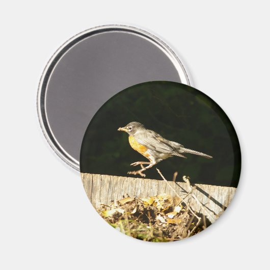 Red Robin Bobbin Magneet (Voorkant / Achterkant)