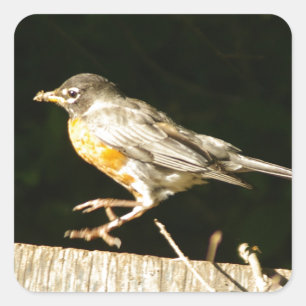 Red Robin Bobbin Vierkante Sticker