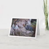 Red Robin op Rockery Kaart (Voorkant)