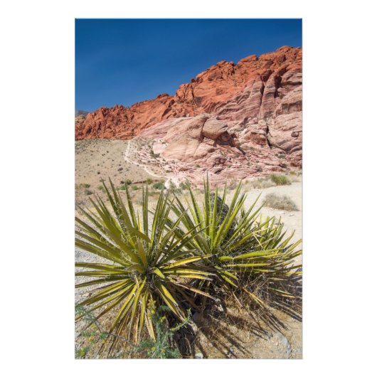 Red Rock Desert Plant Foto Afdruk (Voorkant)