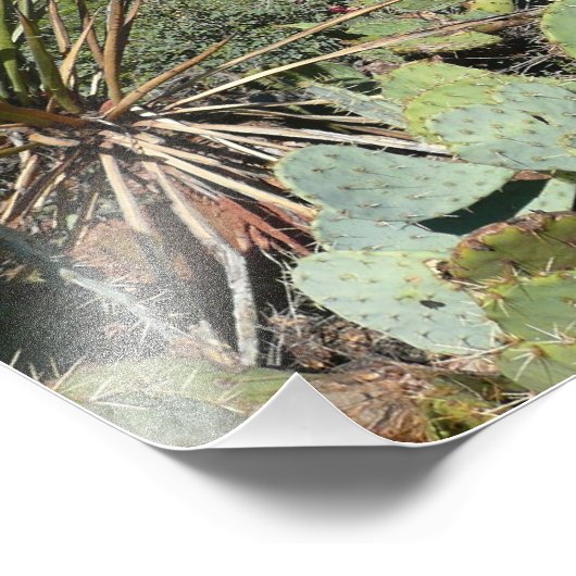 Red Rocks en Cacti I Foto Afdruk (Hoek)