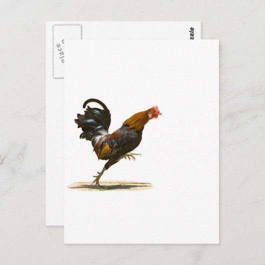 Red Rooster Briefkaart (Voorkant / Achterkant)