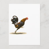 Red Rooster Briefkaart (Voorkant)
