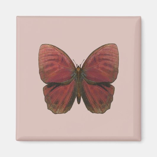 Red Rooster Butterfly Magneet (Voorkant)