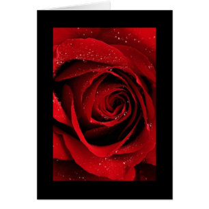 Red Rose