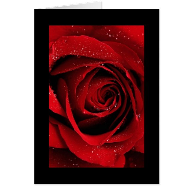 Red Rose (Voorkant)