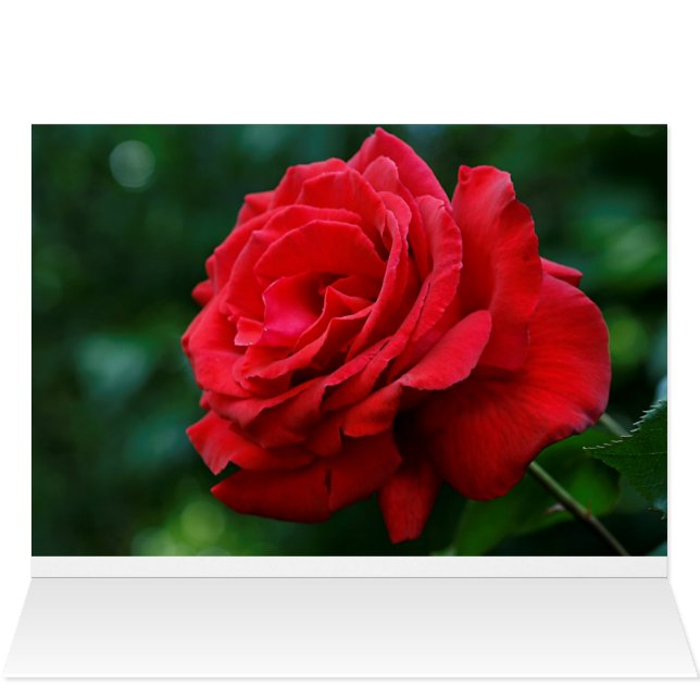 Red Rose (Binnen Horizontaal (Boven))