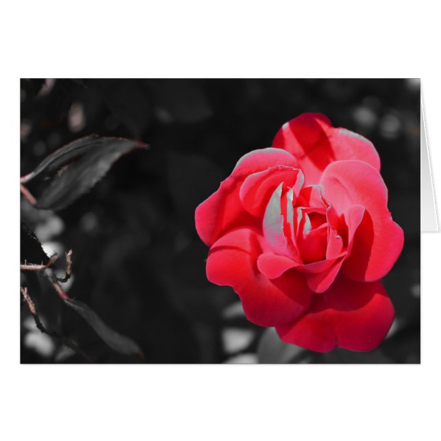 Red Rose (Voorkant Horizontaal)