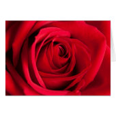 Red Rose (Voorkant Horizontaal)