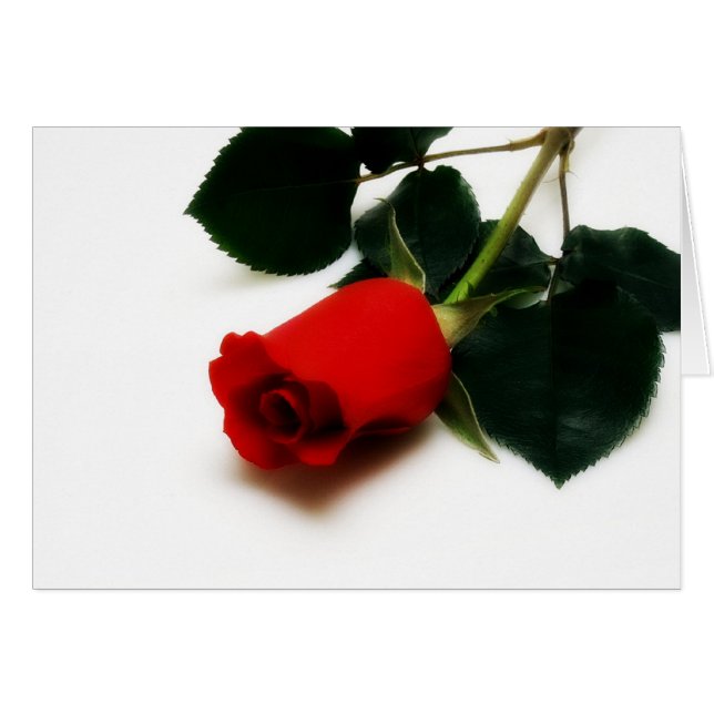 Red Rose (Voorkant Horizontaal)