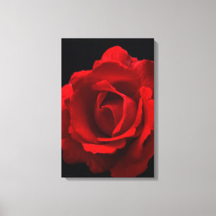 Red Rose 16 x 24 (40 x 60 cm) Canvas Afdruk