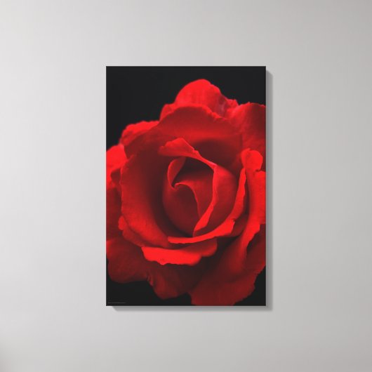 Red Rose 16x24 (40x60cm) waccna Canvas Afdruk (Voorkant)