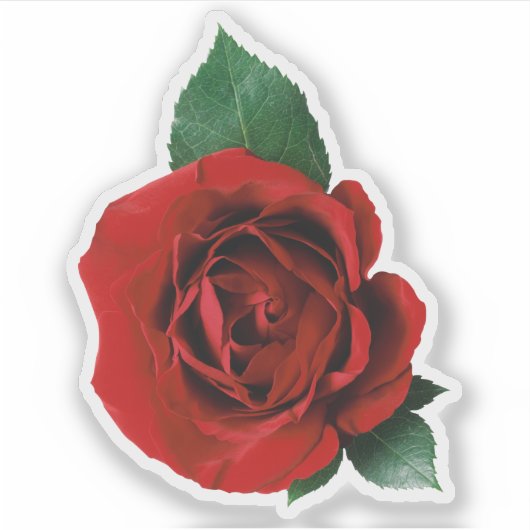 Red Rose 1 Sticker (Voorkant)