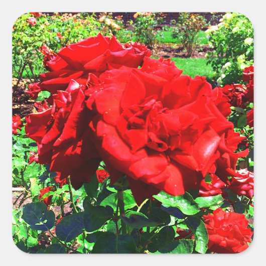 Red Rose #1 Stickers (Voorkant)