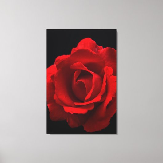 Red Rose 24x36 (60x90cm) waccnm Canvas Afdruk (Voorkant)