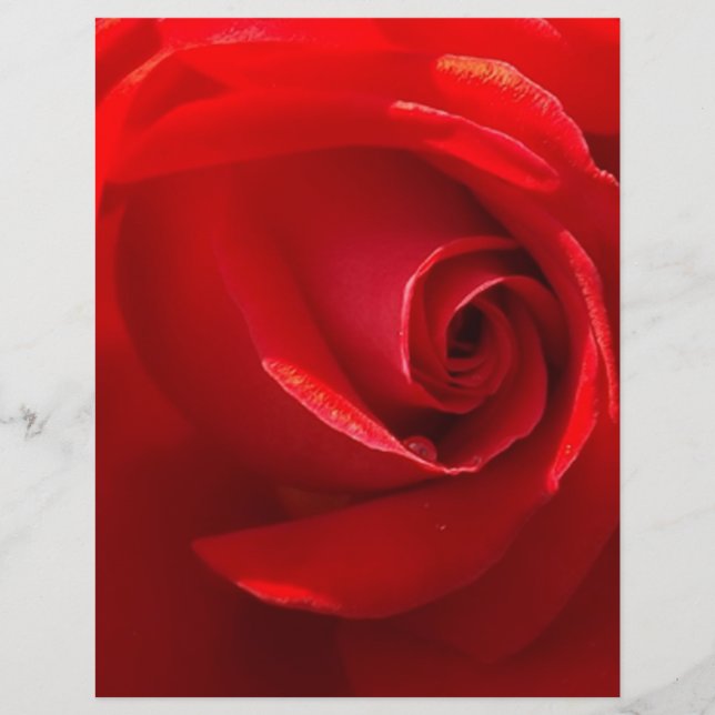 Red-Rose-3.jpg (Voorkant)