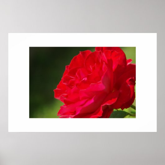 Red Rose - Afdrukken Poster (Voorkant)