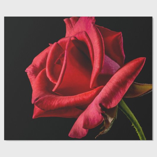 Red Rose against Black Background Cadeaupapier (Vlak)