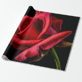 Red Rose against Black Background Cadeaupapier (Uitgerold)