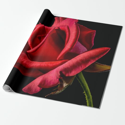 Red Rose against Black Background Cadeaupapier (Uitgerold)