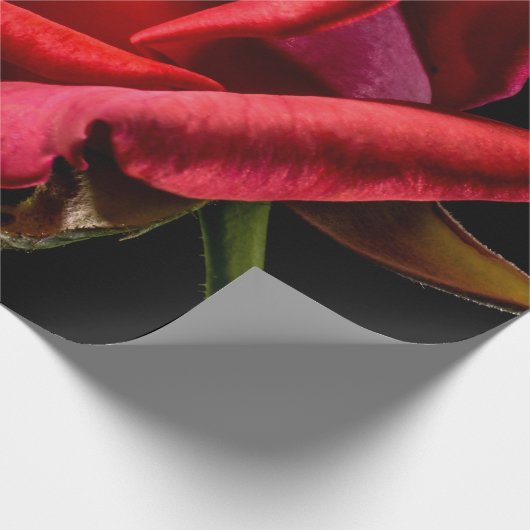Red Rose against Black Background Cadeaupapier (Hoek)