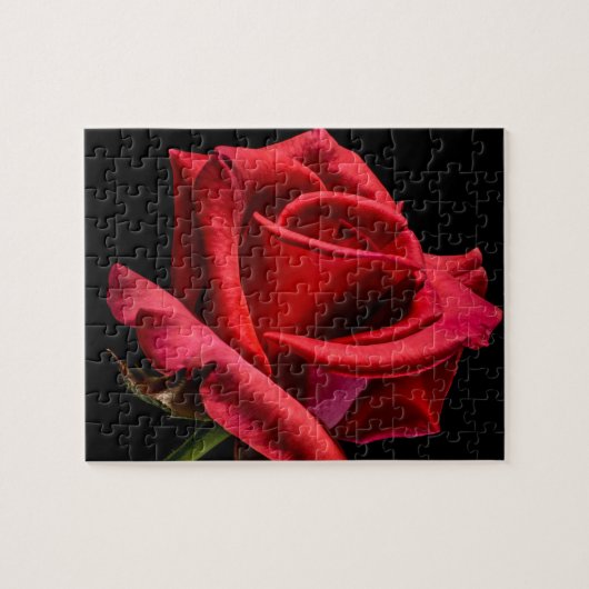 Red Rose against Black Background Legpuzzel (Horizontaal)