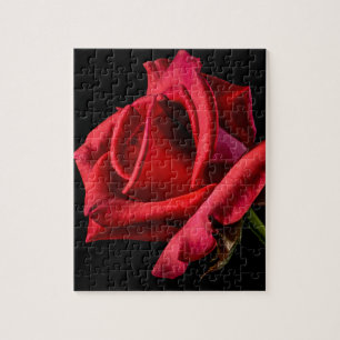 Red Rose against Black Background Legpuzzel