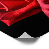 Red Rose against Black Background Poster (Hoek)